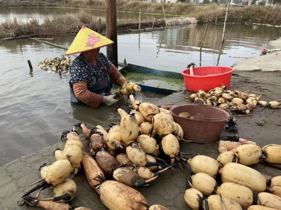 试种富硒大米(大米试种富硒的作用)-硒宝网