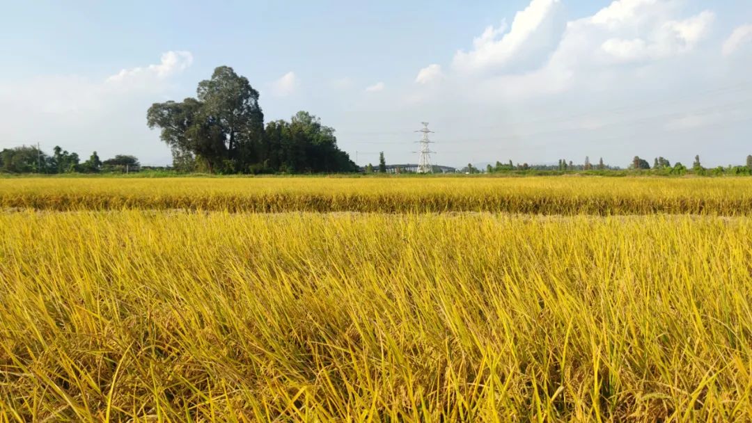 试种富硒大米(大米试种富硒的作用)-硒宝网