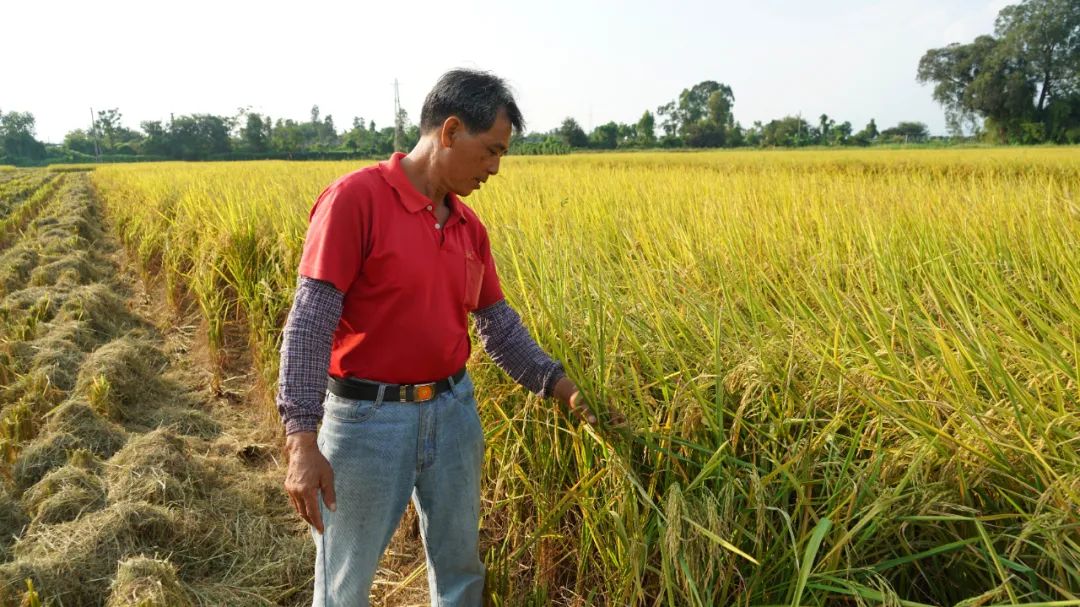 试种富硒大米(大米试种富硒的作用)-硒宝网