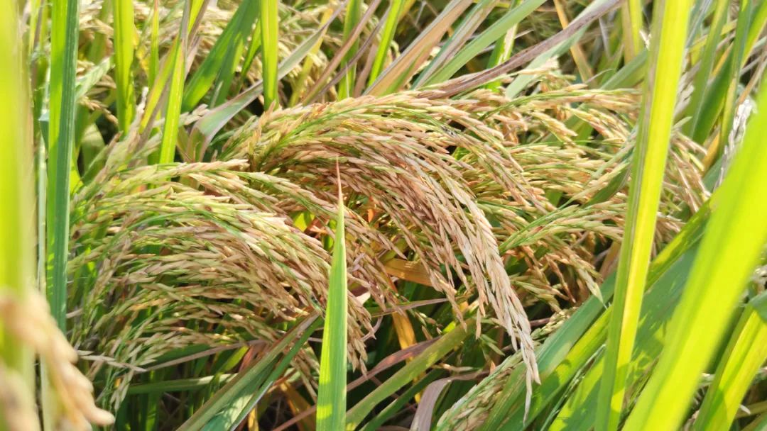 试种富硒大米(大米试种富硒的作用)-硒宝网