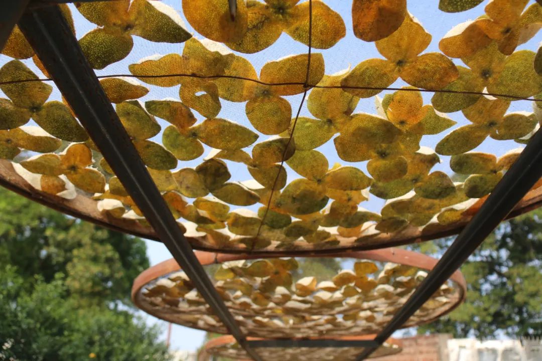 试种富硒大米(大米试种富硒的作用)-硒宝网