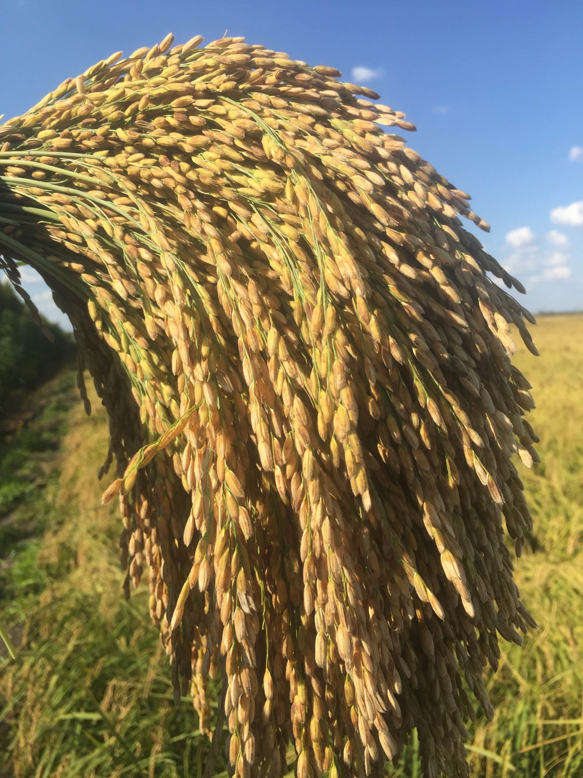 通河富硒大米(富硒大米好在哪)-硒宝网