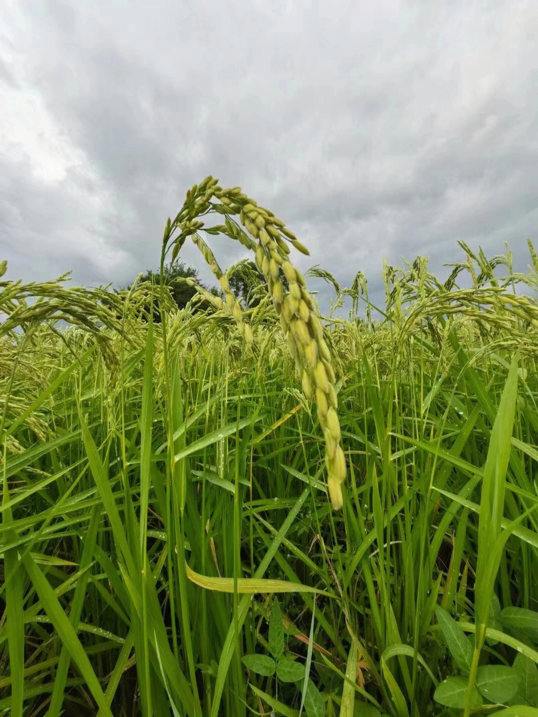 通河富硒大米(富硒大米好在哪)-硒宝网