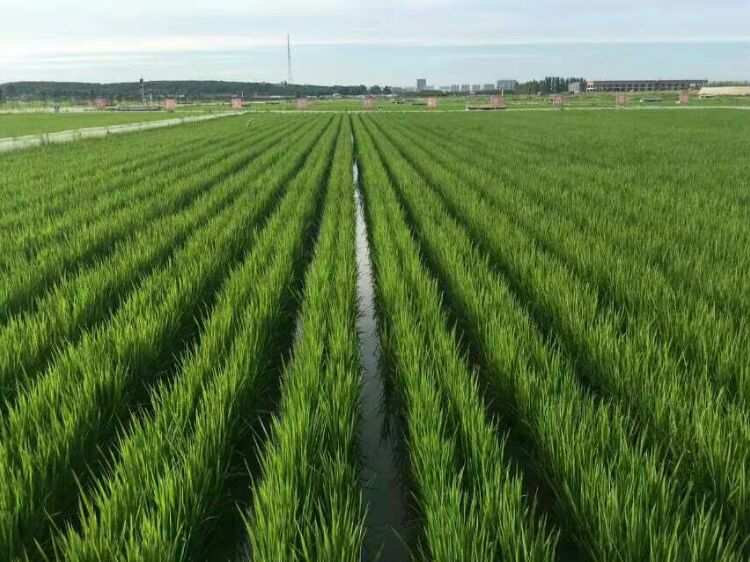 通河富硒大米(富硒大米好在哪)-硒宝网