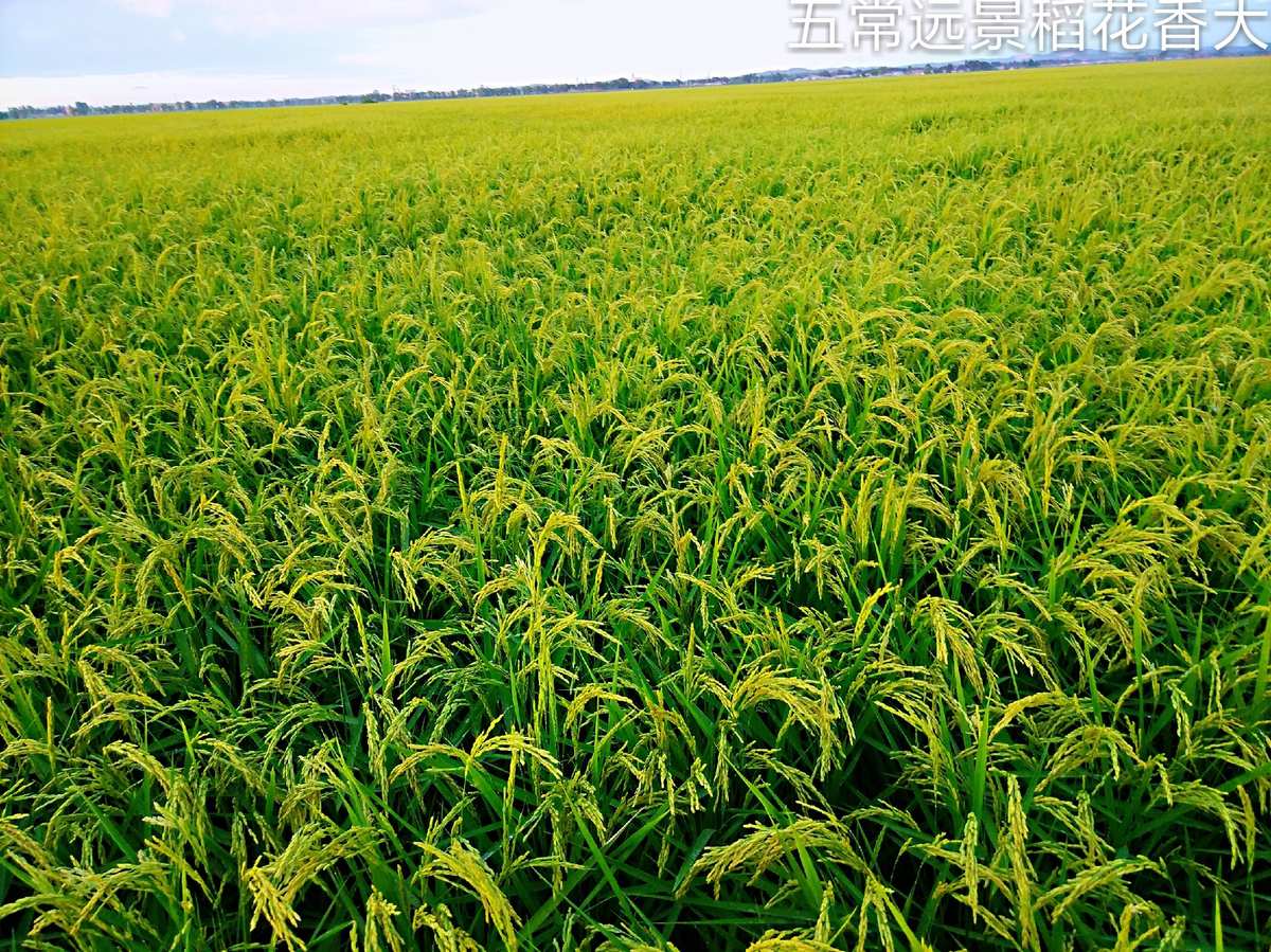 通河富硒大米(富硒大米好在哪)-硒宝网