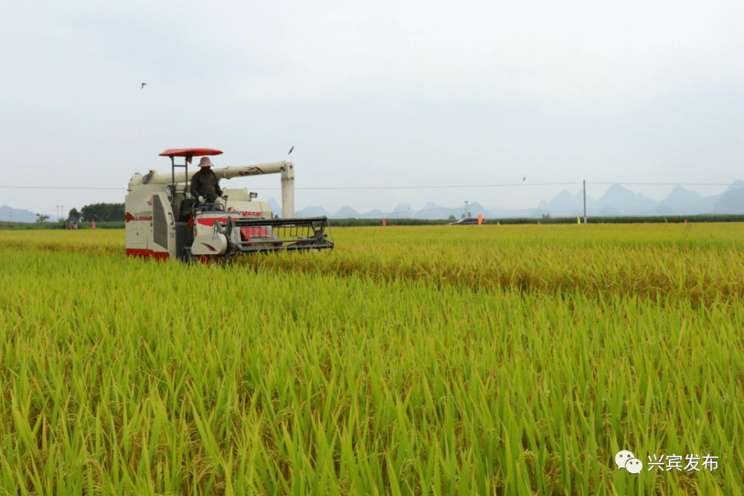 农耕富硒大米(大米农耕富硒含量)-硒宝网