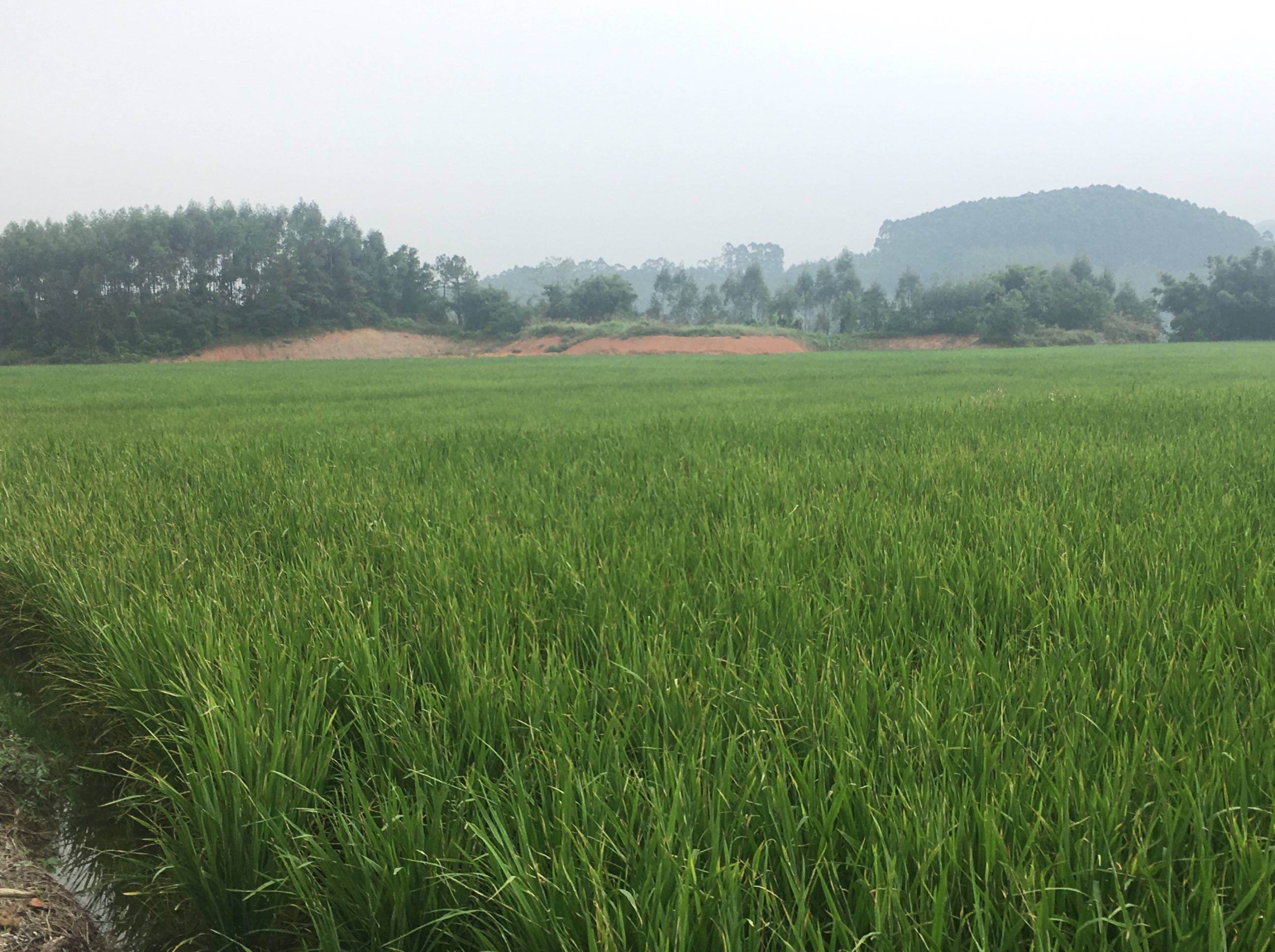 农耕富硒大米(大米农耕富硒含量)-硒宝网