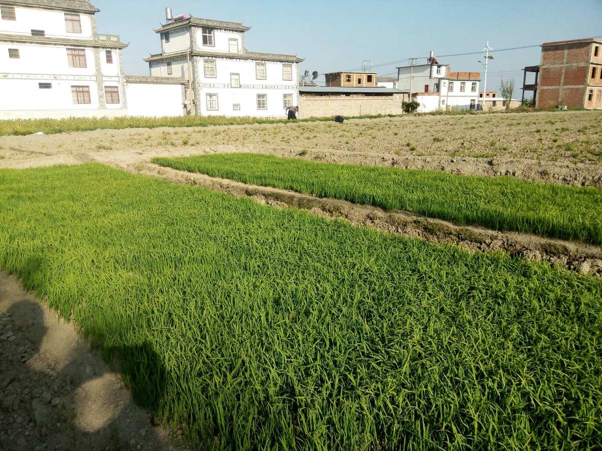 农耕富硒大米(大米农耕富硒含量)-硒宝网