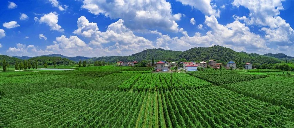 试种富硒大米（富硒米种植）-硒宝网