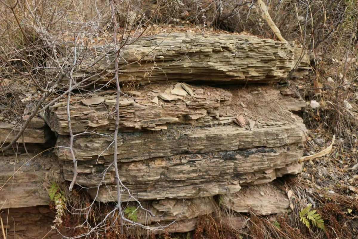 金砂富硒大米（富硒大米中的硒指的是什么）-硒宝网