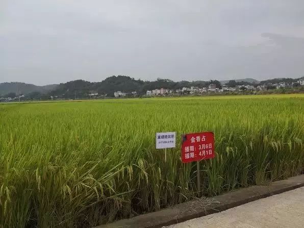 改良富硒大米(大米改良富硒的原因)-硒宝网