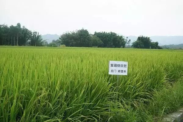 改良富硒大米(大米改良富硒的原因)-硒宝网