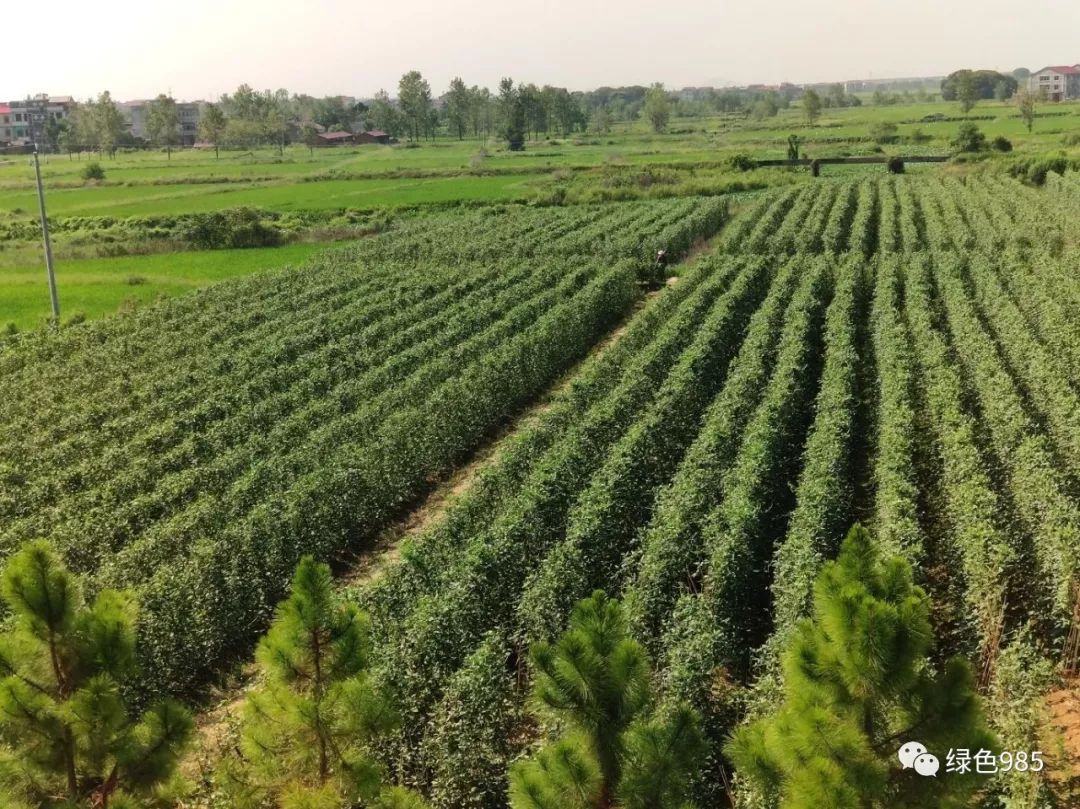 富硒大米证书(富硒大米的执行标准)-硒宝网