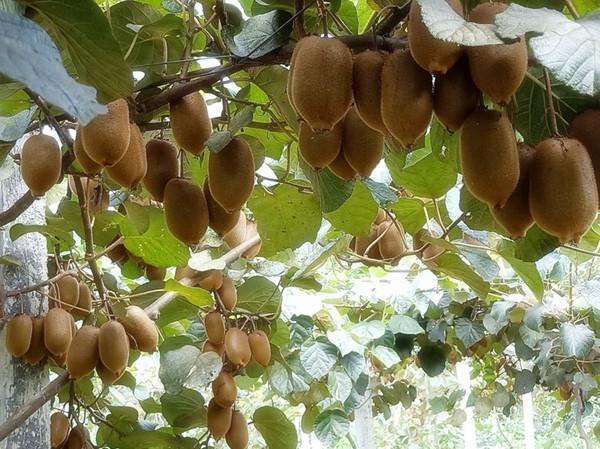 湘西富硒大米（富硒优质大米）-硒宝网