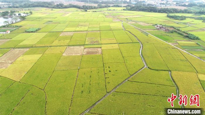 富硒大米绘画（大米画画）-硒宝网