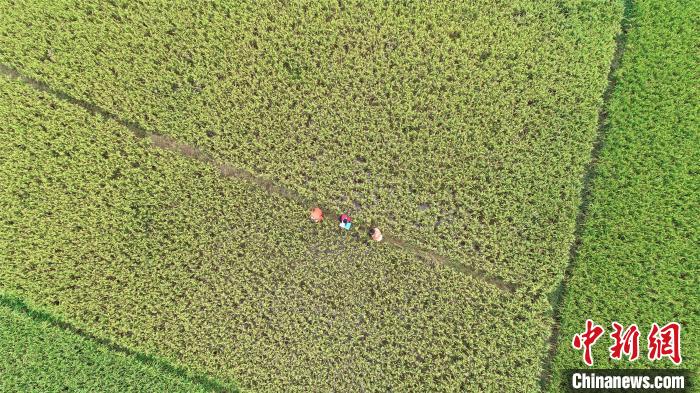 富硒大米绘画（大米画画）-硒宝网