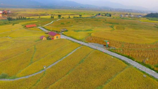 富硒大米灰色(灰色大米富硒含量多少)-硒宝网