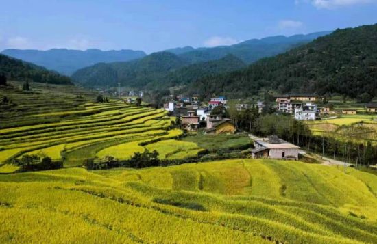 富硒大米灰色(灰色大米富硒含量多少)-硒宝网