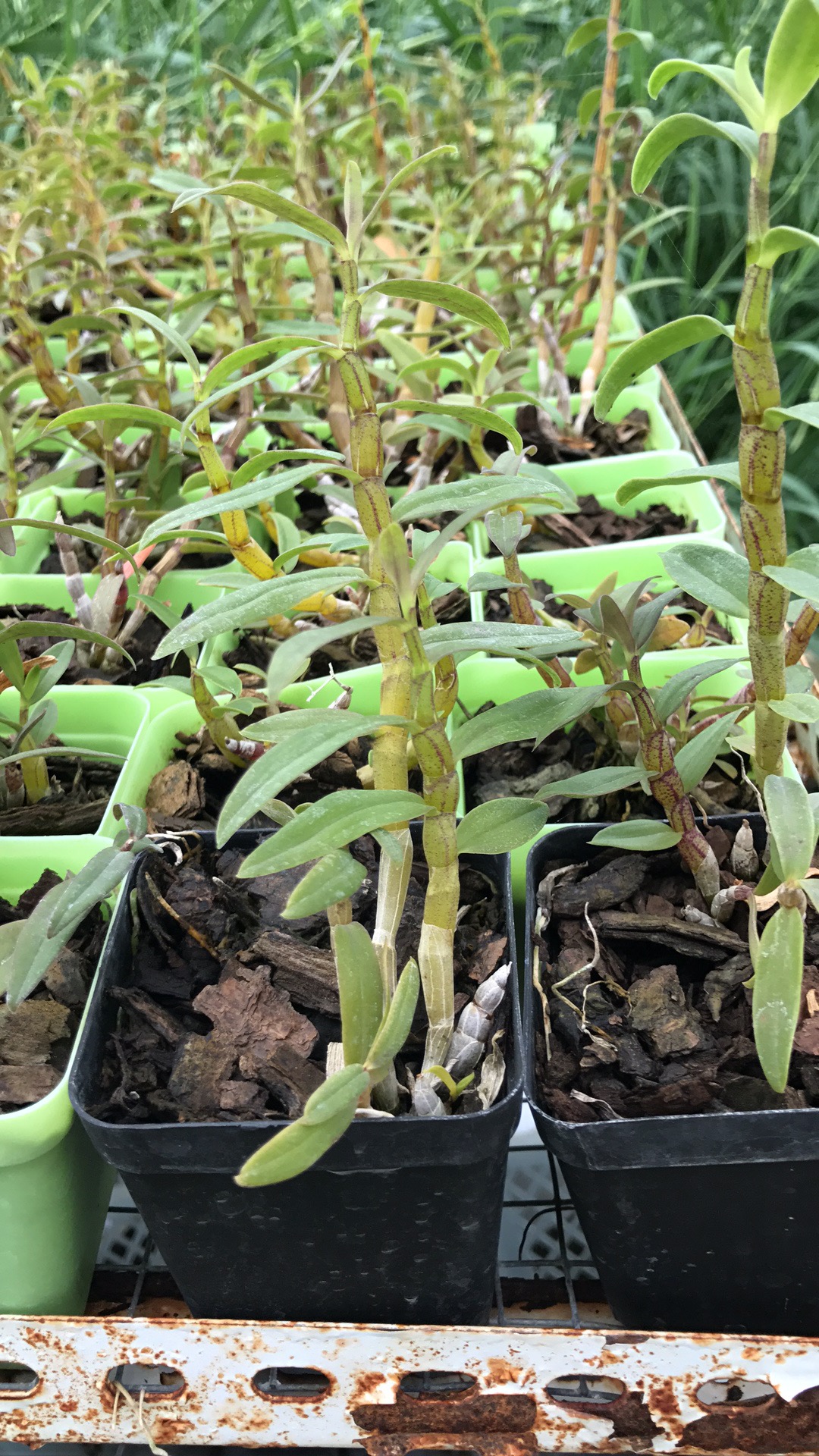 大本富硒大米(富硒大米和普通大米有什么区别)-硒宝网