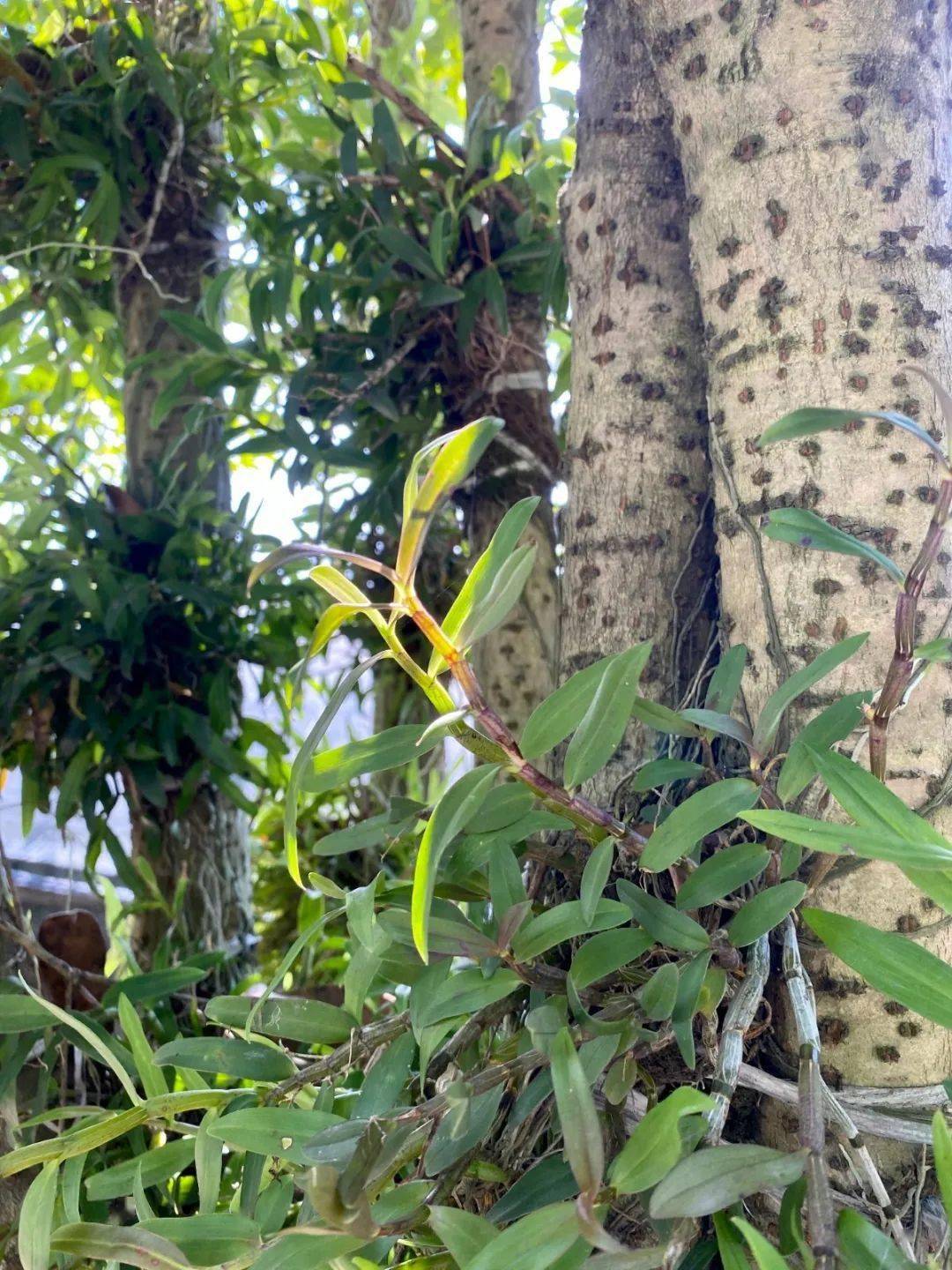 大本富硒大米(富硒大米和普通大米有什么区别)-硒宝网