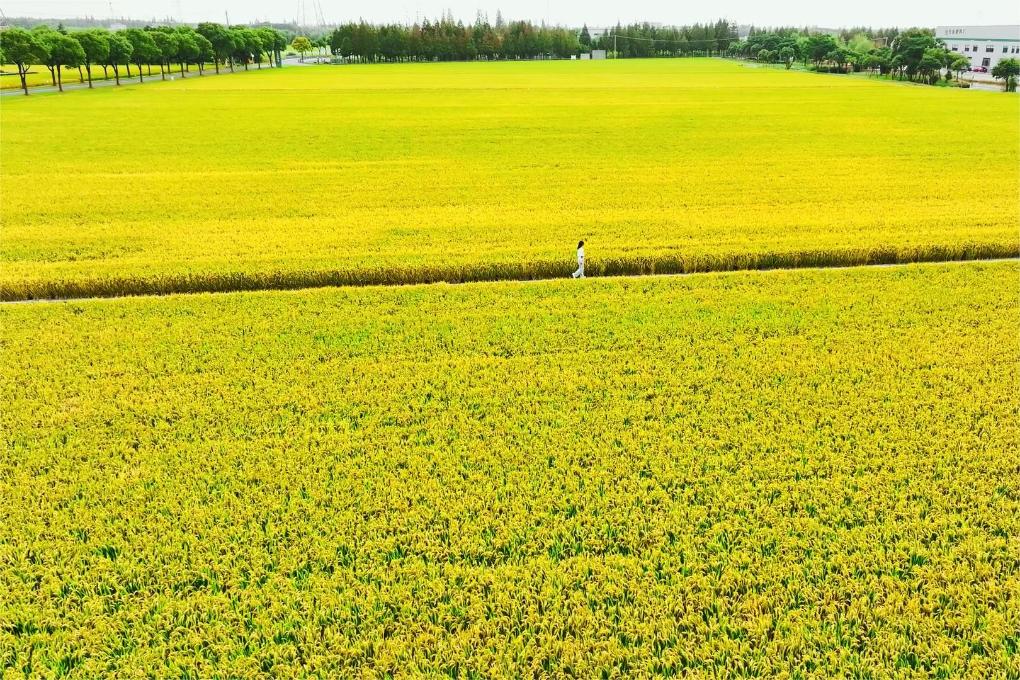 富硒大米灰色(灰色的大米是什么品种)-硒宝网