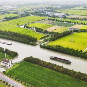 富硒大米灰色(灰色的大米是什么品种)-硒宝网