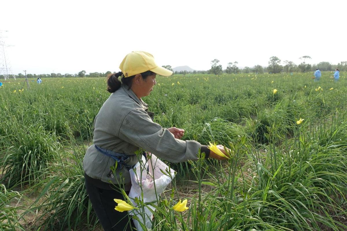 大姐富硒大米(富硒优质大米)-硒宝网