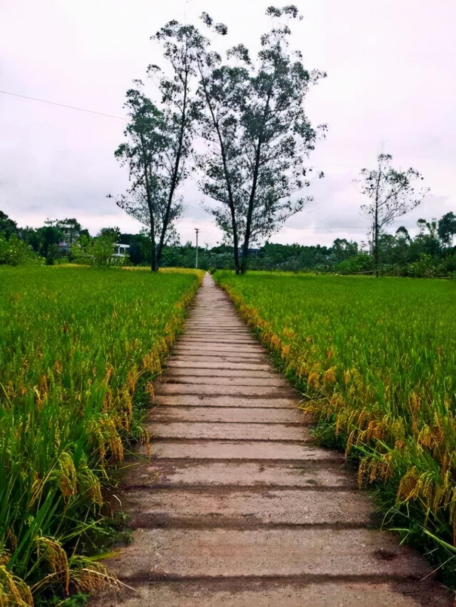 合川富硒大米(大米合川富硒产地)-硒宝网