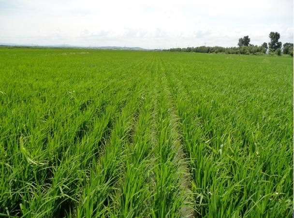 活性富硒大米（富硒大米具有抗氧化作用吗）-硒宝网