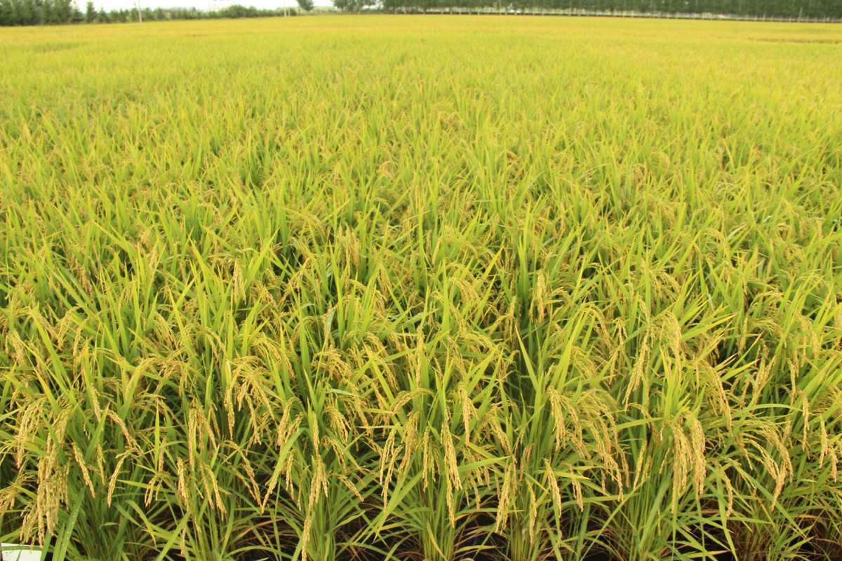 活性富硒大米（富硒大米具有抗氧化作用吗）-硒宝网