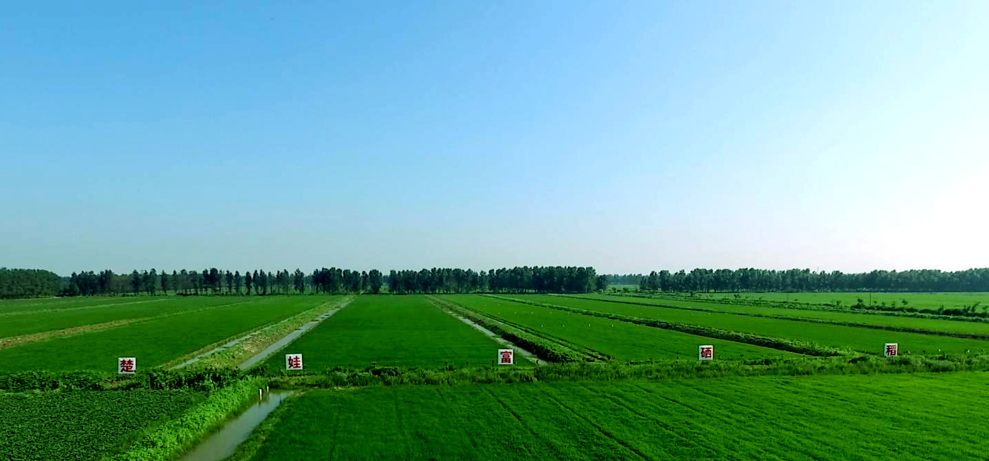 红日富硒大米（富硒红米的营养价值）-硒宝网