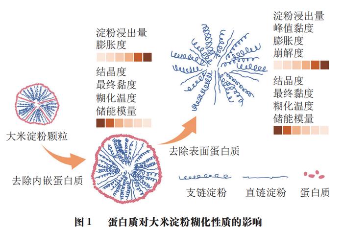 富硒大米蛋白(大米蛋白富硒蛋白含量)-硒宝网