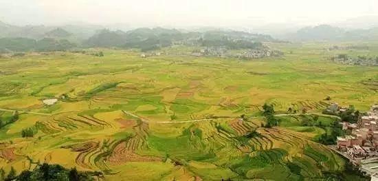 河池富硒大米（广西富硒大米）-硒宝网