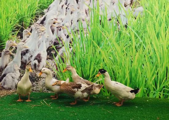 富硒海伦大米（海伦富硒大米好不好）-硒宝网