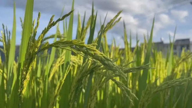 富硒大米水稻（水稻富硒标准是多少）-硒宝网