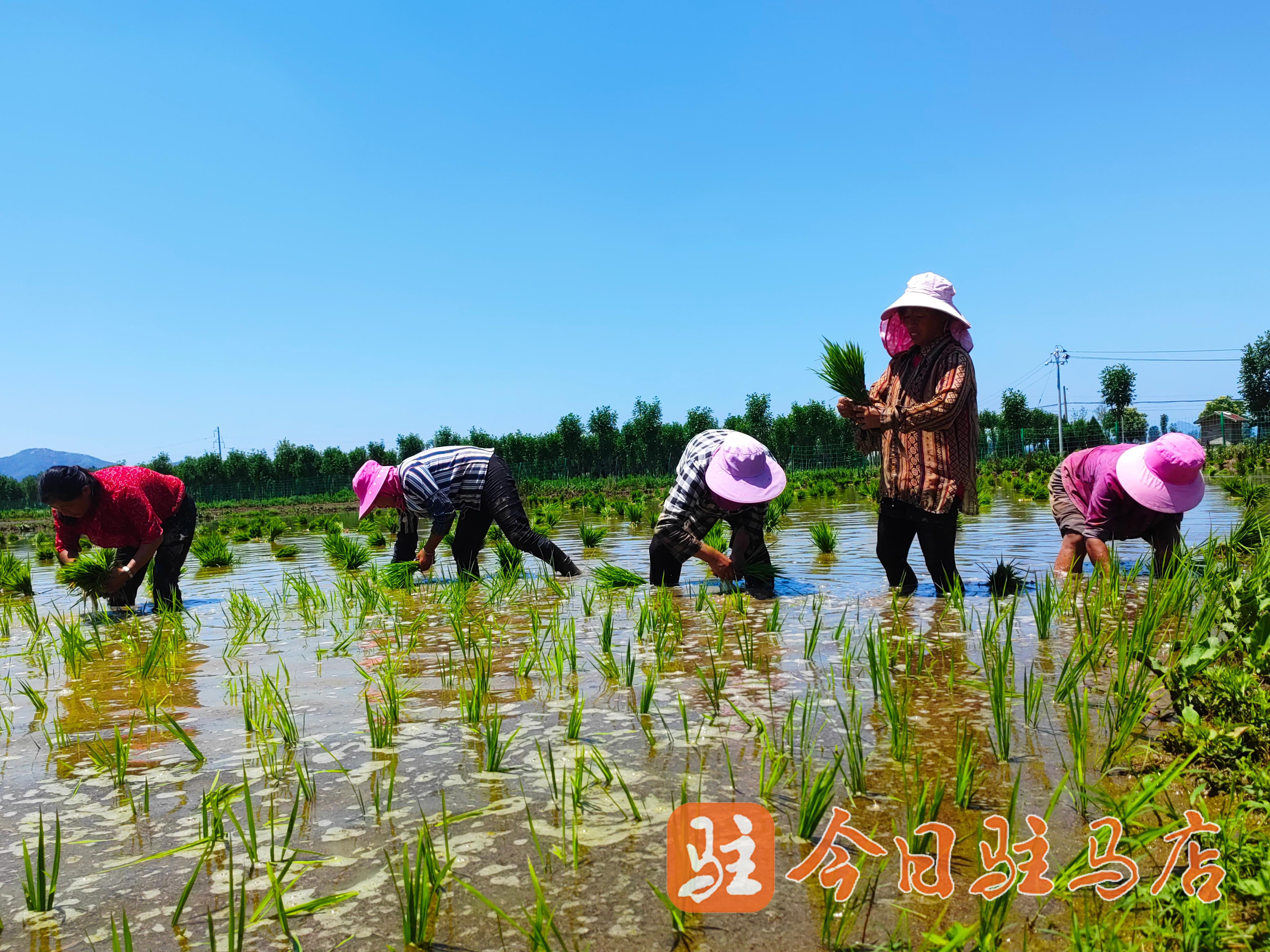 开封富硒大米（富硒大米的保质期）-硒宝网