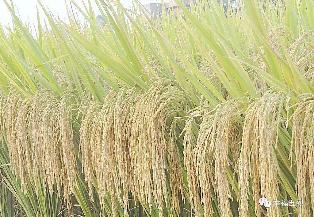 富硒大米化肥（富硒大米的硒指什么）-硒宝网