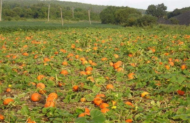 宝宝富硒大米(硒米宝宝可以吃吗)-硒宝网