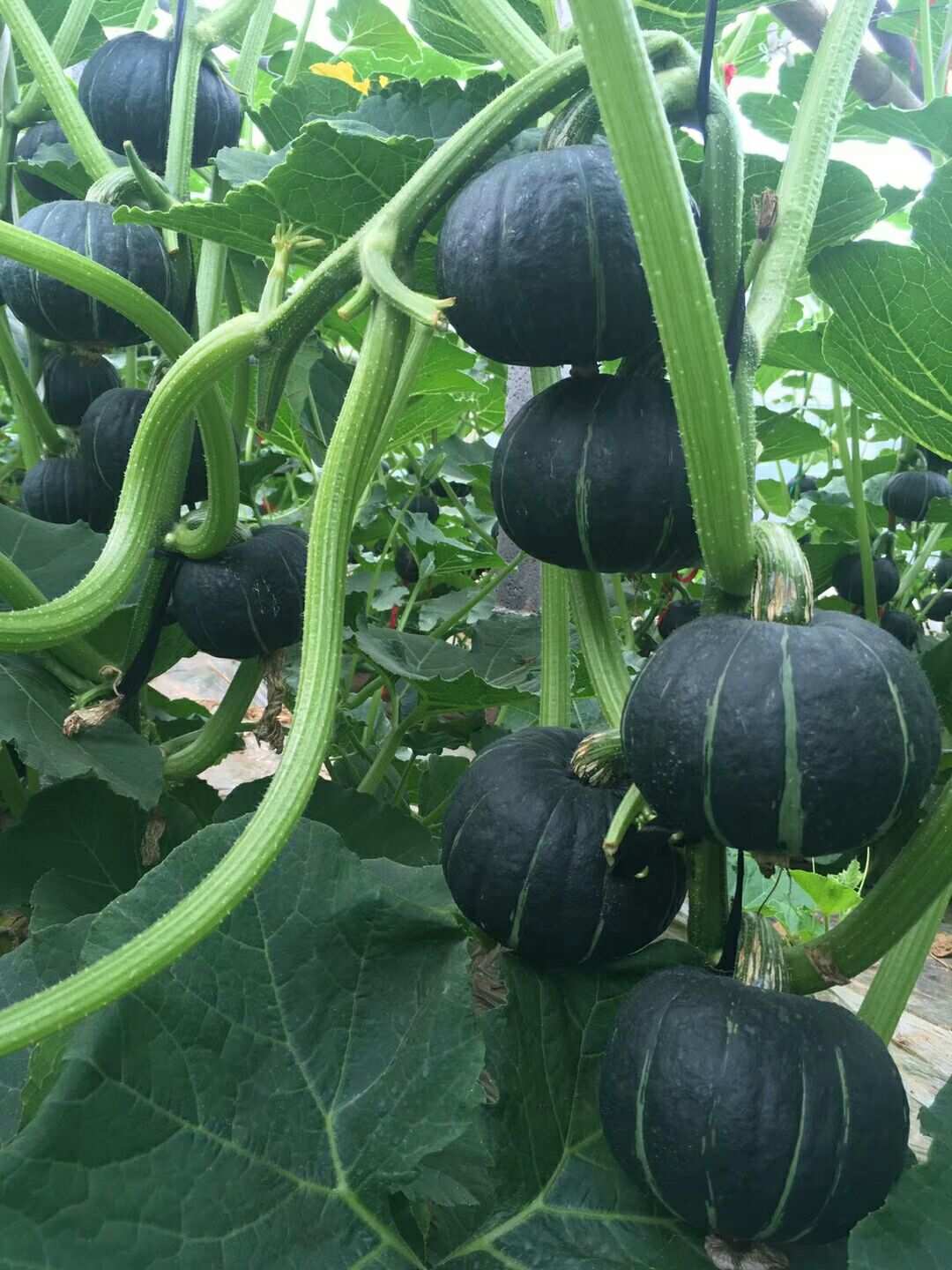 宝宝富硒大米(硒米宝宝可以吃吗)-硒宝网