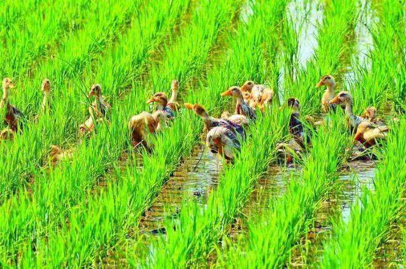 大安富硒大米(安康富硒大米)-硒宝网