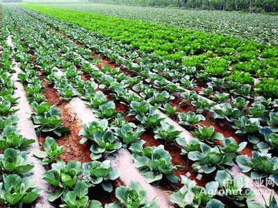 富硒中宁大米(富硒大米中硒含量)-硒宝网