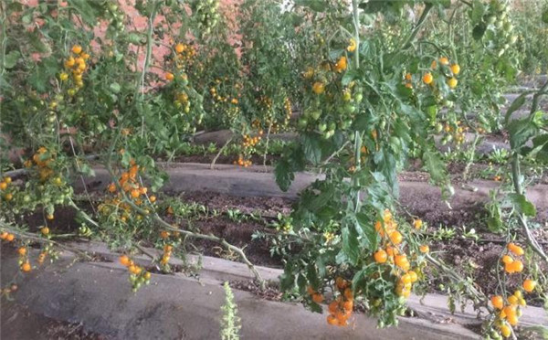 桦南富硒大米（富硒优质大米）-硒宝网