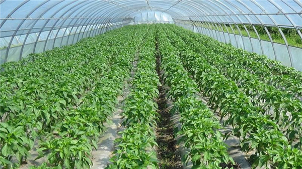 桦南富硒大米（富硒优质大米）-硒宝网