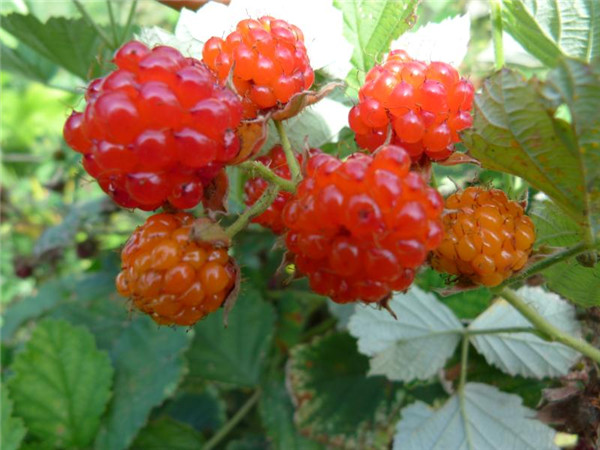 桦南富硒大米（富硒优质大米）-硒宝网