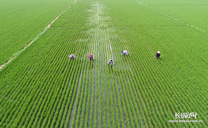 乐亭富硒大米（富硒大米好吗）-硒宝网