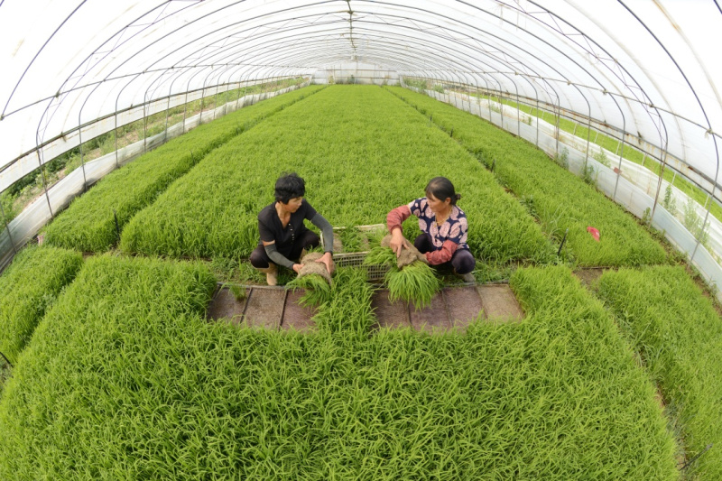 乐亭富硒大米（富硒大米好吗）-硒宝网