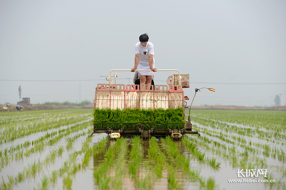 乐亭富硒大米（富硒大米好吗）-硒宝网