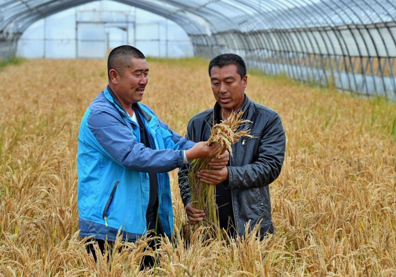 乐亭富硒大米（富硒大米好吗）-硒宝网