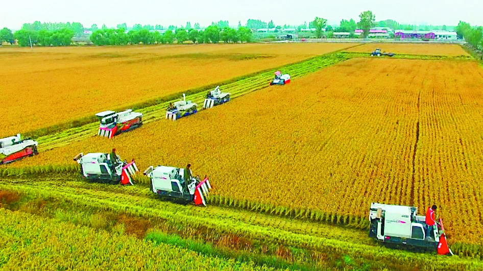 富硒大米黑色(大米黑色富硒图片)-硒宝网