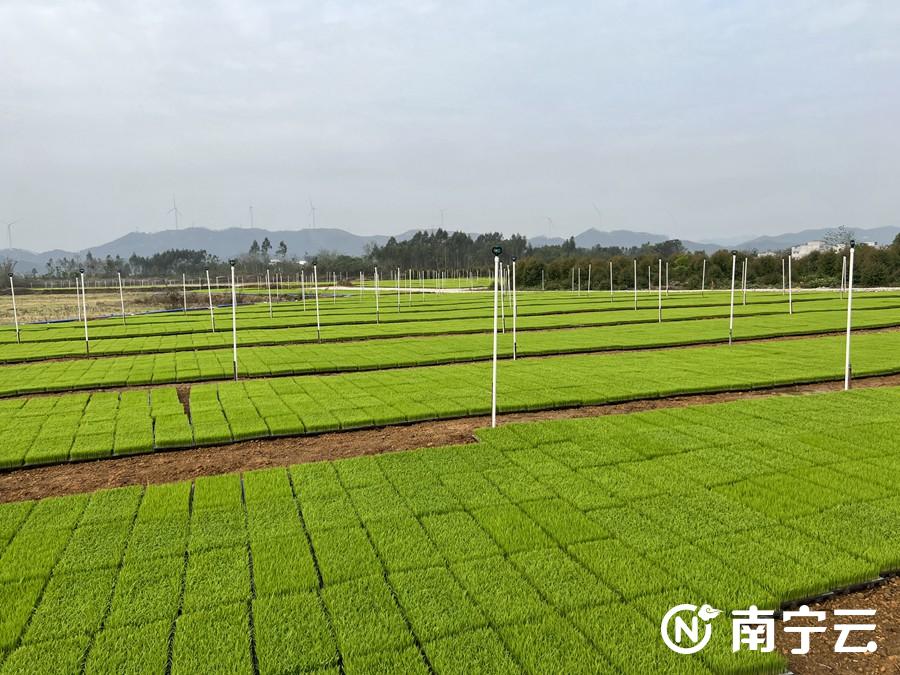 淮安富硒大米(富硒优质大米)-硒宝网